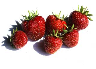 Erdbeersorte “Tenira”