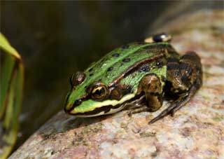 Frosch beim Sonnenbad auf einem dicken Rheinkiesel Frosch beim Sonnenbad auf einem dicken Rheinkiesel