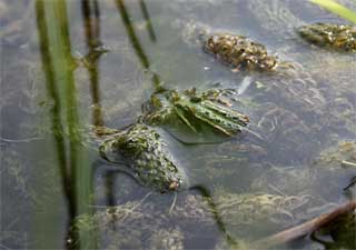 Perfekt getarntes Fröschlein Perfekt getarntes Fröschlein