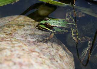 Raus aus dem Wasser in die Sonne Raus aus dem Wasser in die Sonne