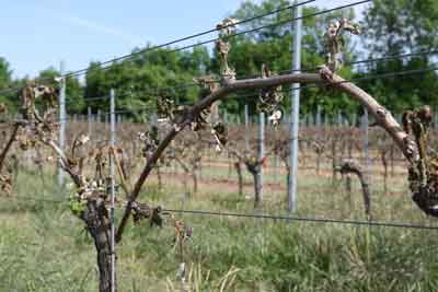 Frostschaden an Weinreben im April 2011