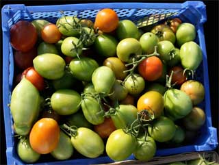 “Winter-Tomaten”, geerntet Anfang Oktober “Winter-Tomaten”, geerntet Anfang Oktober