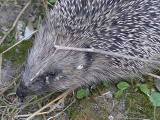 Igel im Garten Igel im Garten