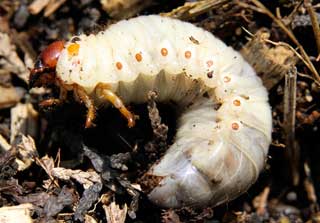 Engerling des Maikäfers? Engerling des Maikäfers?