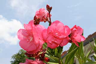 Oleander pink, gefüllt