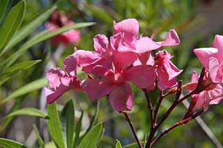 Einfachblühender rosa Oleander