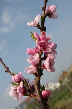 Pfirsichblüte