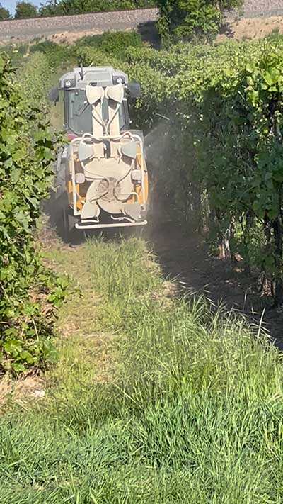 Pflanzenschutz im Weinberg mit Schwefel