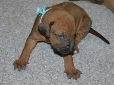 3 Wochen alter Rhodesian Ridgeback-Welpe