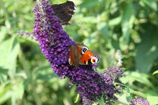 Sommerflieder, Schmetterlingsflieder (Buddleja davidii)