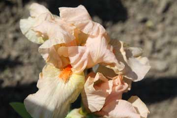 Apricotfarbene Schwertlilie