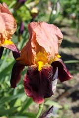 Rostbraune Schwertlilie