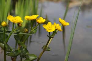 Blühende Sumpfdotterblume