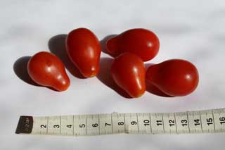 Tomatensorte “Red Pear”