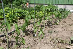 Junge Tomatenpflanzen