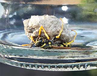 Wespenkönigin an ihrem beginnenden Nest