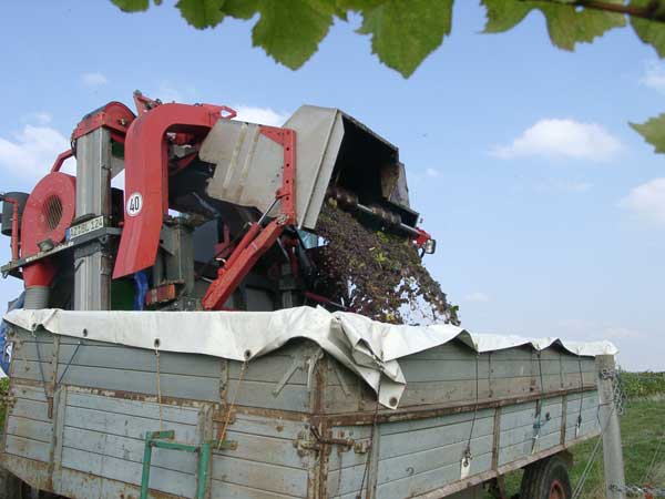 Draining the Grapes off the Harvesting Machine