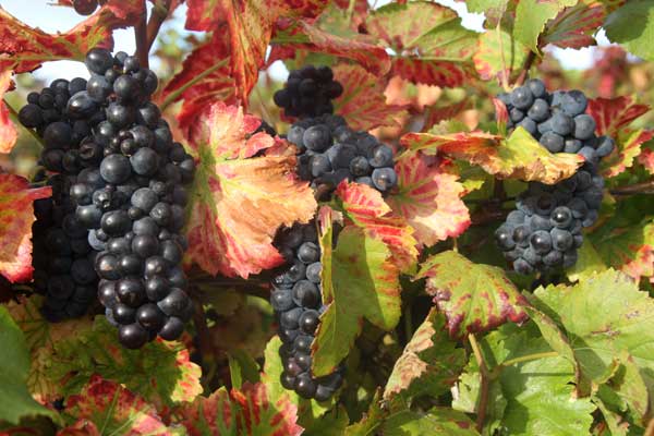 Ripe Pinot Noir grapes