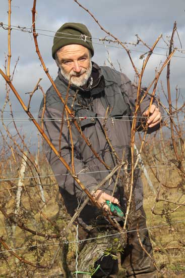 Pruning of the vines