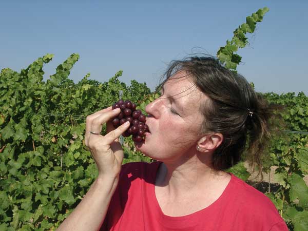 Hildegard Fuchs tasting ripe grapes