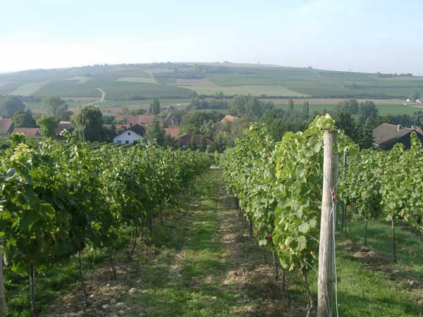 Vineyards in the village Einselthum