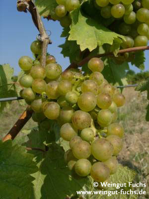 Bacchus druivenras voor witte wijn