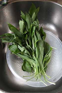 Frische Bärlauchblätter für den grünen Spundekäs