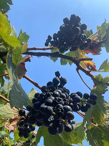 Hochreife Trauben des Cabernet Dorsa Hochreife Trauben des Cabernet Dorsa