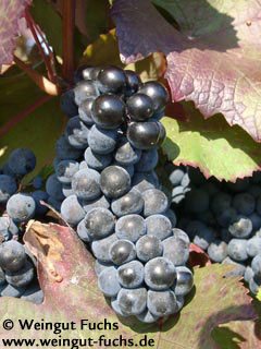 Cabernet Mitos druivenras voor rode wijn