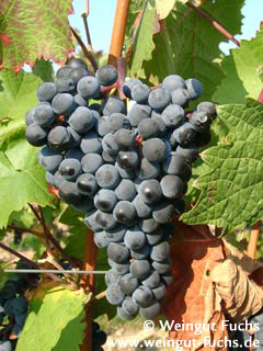 Dornfelder druivenras voor rode wijn, rose wine