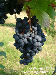 dunkelfelder druivenras voor rode wijn