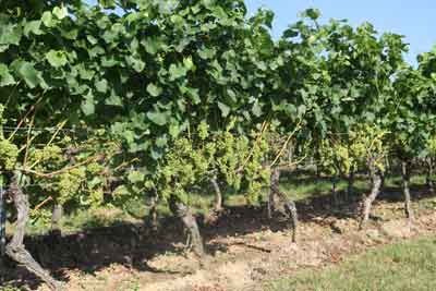 Entblätterte Traubenzone in einem Weißwein-Wingert