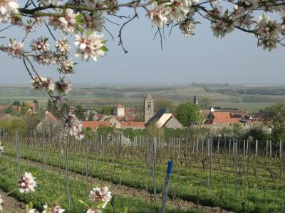 View over Dalsheim in spring