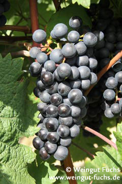 Merlot druivenras voor rode wijn