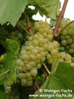 Morio-Muskat druivenras voor witte wijn