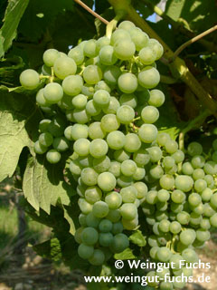 Mueller-Thurgau, Rivaner druivenras voor witte wijn