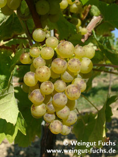 Ortega druivenras voor witte wijn