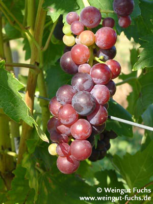Moscato Rosa druivenras voor rode wijn