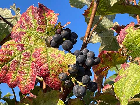 Reife Traube der Rotwein-Rebsorte Schwarzriesling Reife Traube der Rotwein-Rebsorte Schwarzriesling