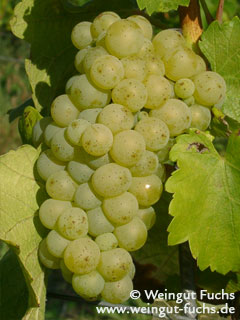 Sauvignon Blanc druivenras voor witte wijn