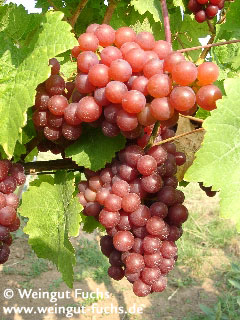 Siegerrebe druivenras voor witte wijn