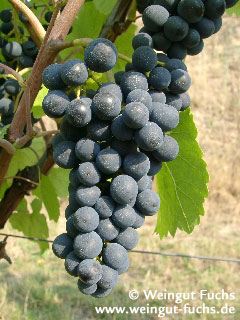 Spaetburgunder, Pinot Noir, druivenras voor rode wijn