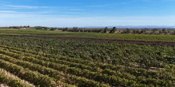 Weinlage Dalsheimer Steig Weinlage Dalsheimer Steig