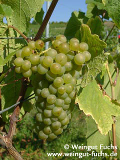 Reife Traube der Weißwein-Rebsorte Weißer Burgunder (Weißburgunder, Pinot Blanc)
