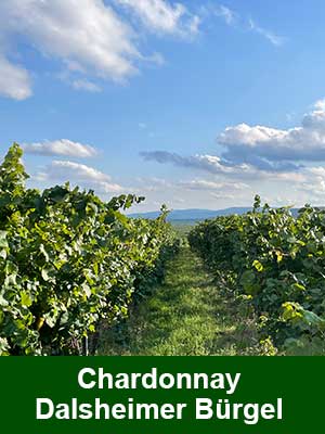 Chardonnay
