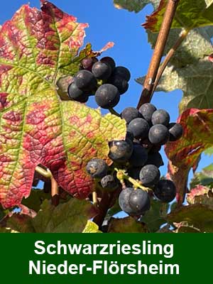 Schwarzriesling feinherb – Weinberge