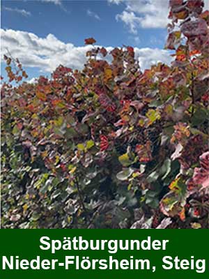 Spätburgunder süß – Weinberge