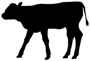 Grauburgunder feinherb Weißwein