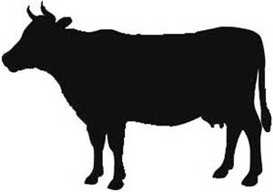 Grauburgunder feinherb Weißwein