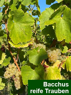 Bacchus Spätlese lieblich